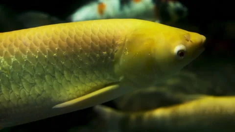 Close-up of an oriental yellow fish Vídeos de archivo 169141563