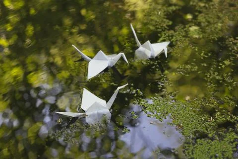 Close up origami cranes floating on water concept photo Stock Photos