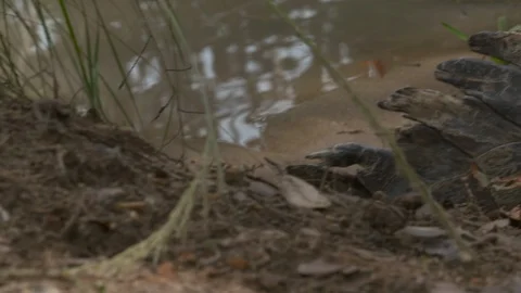 Close-Up | Orinoco Crocodile Tail, Colombia Stock Footage 110987149