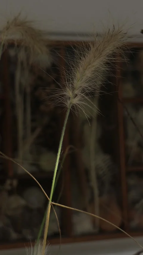 Close-Up of Ornamental Grass Swaying Gently, Natural Botanical Background, Verti Stock Footage 346640053