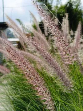 Close-Up of Ornamental Grass Swaying in the Wind Outdoors Stock Photos