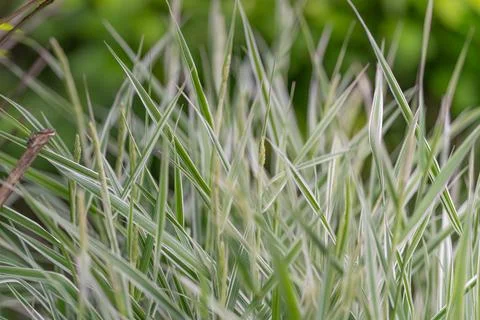 Close-up of ornamental variegated grass blades with dew and soft green back.. Stock Photos