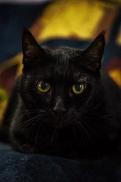 Close up ?ortrait of lying beautiful black cat male with expressive yellow ey Stock Photos