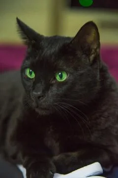 Close up ?ortrait of lying beautiful black cat male with expressive green eye Foto stock