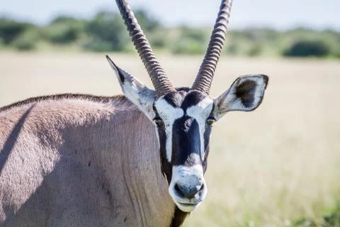 Close up of a Oryx starring at the camera. Stock Photos