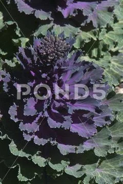 Close-up of an