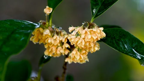 Close-up of osmanthus flowers Stock Footage 167531162