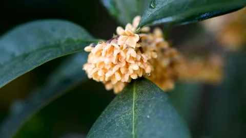 Close-up of osmanthus flowers Stock Footage 167531332