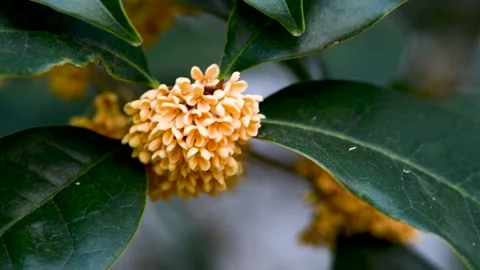 Close-up of osmanthus flowers Stock Footage 167531333