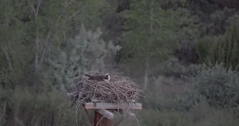 Close up of osprey incubating on platform nest at dawn Stock Footage 334873900