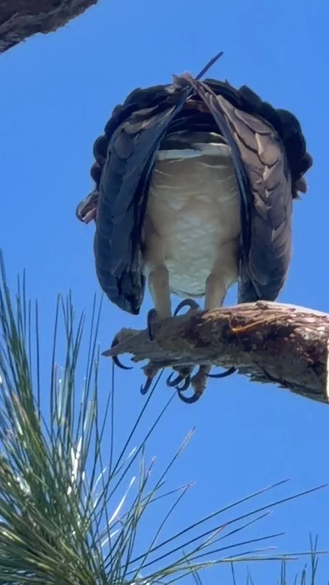 Close up of Osprey Talon's gripping branch in tree. Vídeo Stock 347547556