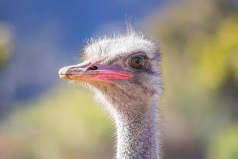 Close up of Ostrich at angle Stock Photos