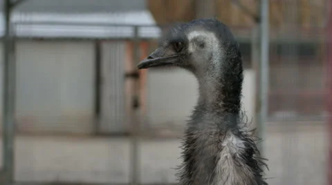 Close up on ostrich bird head Stock Footage 58589726