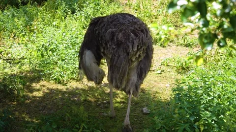 Close up of an ostrich in bushes Stock Footage 246454471