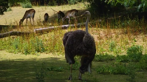 Close up of an ostrich in bushes Stock Footage 246454699