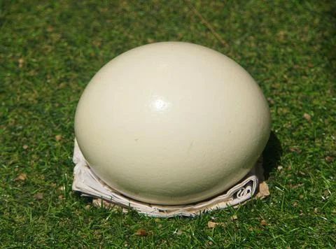 Close up of an ostrich egg Foto stock