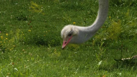 Close up of ostrich. Stock Footage 135062316