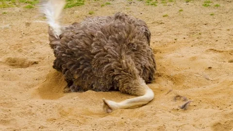 Close up of Ostrich Stock Footage 238887759