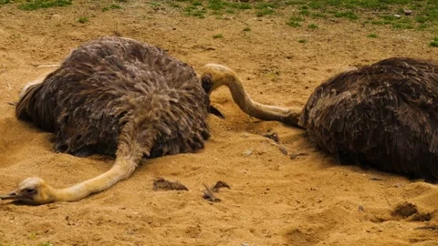 Close up of Ostrich Stock Footage 238948528