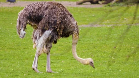 Close up of ostrich Video stock 238951131