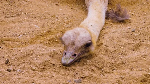 Close up of ostrich Stock Footage 238951427