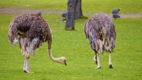 Close up of Ostrich Stock Footage 238988473