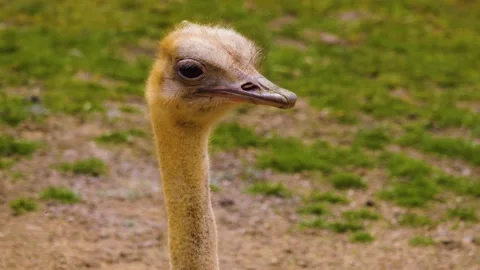 Close up of Ostrich Stock Footage 238988701