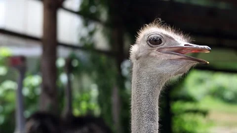 Close up of an ostrich Stock Footage 248268510