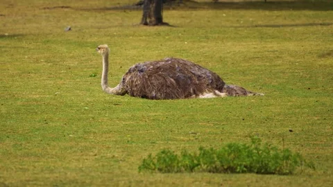 Close up of ostrich Stock Footage 254121704