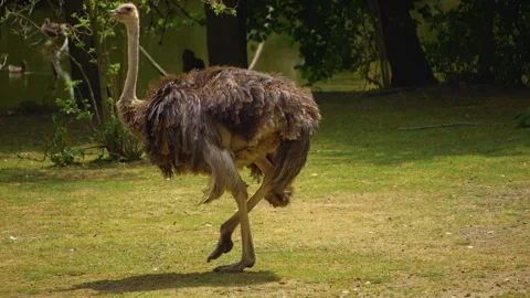 Close up of ostrich Stock Footage 254121816