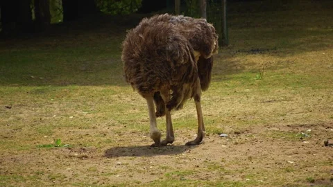 Close up of an ostrich Stock Footage 254131110