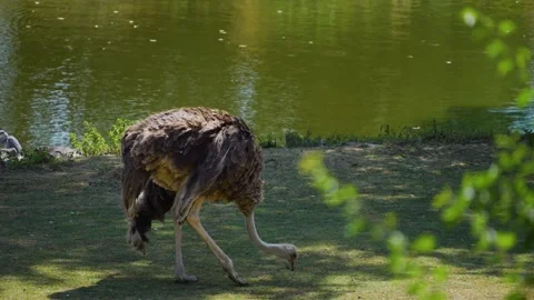 Close up of an ostrich Stock Footage 254944561