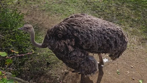 Close up of ostrich Stock Footage 271152250
