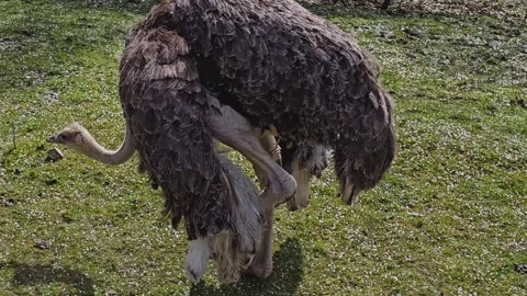 Close up of ostrich Stock Footage 271157279