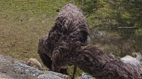 Close up of ostrich Stock Footage 271160388