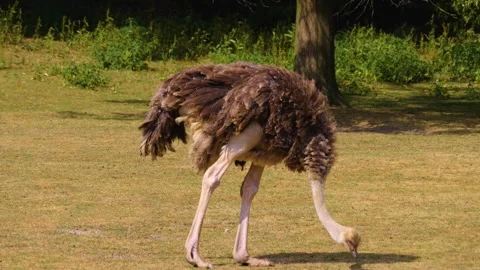 Close up of Ostrich grassing Stock Footage 253259471