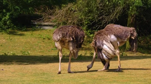 Close up of Ostrich grassing Stock Footage 253259528