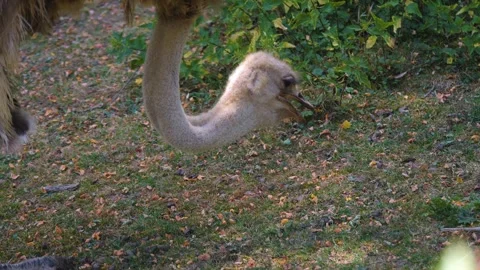 Close up of an ostrich grassing Stock Footage 253344140