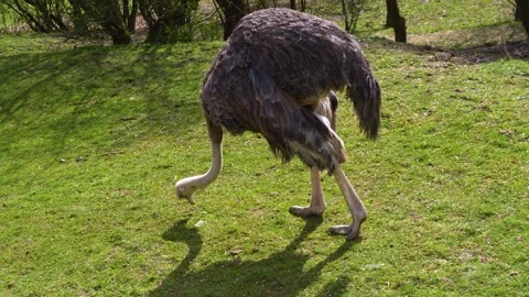 Close up of ostrich grazing  Stock Footage 270603541