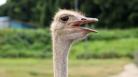 Close up of an ostrich with green background Stock Footage 248268587
