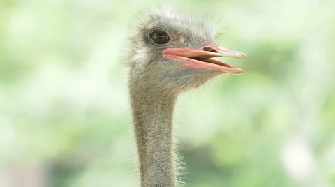Close up ostrich head, camera tilt up. Stock Footage 49764026