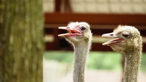 Close Up of Ostrich Head with Detailed Features Stock Footage 328486516