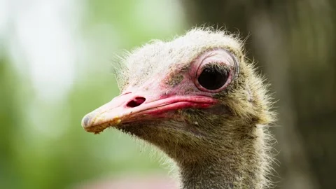 Close Up of Ostrich Head with Detailed Features Stock Footage 328486565
