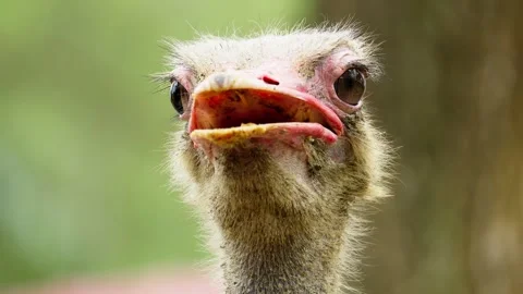 Close Up of Ostrich Head with Detailed Features Stock Footage 328486604