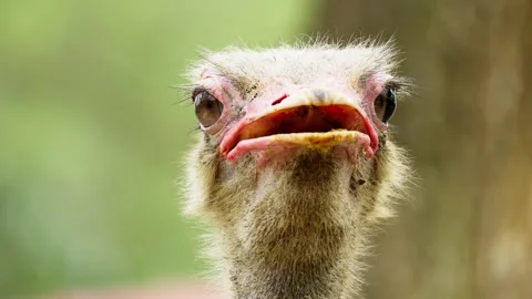 Close Up of Ostrich Head with Detailed Features Video stock 328486609