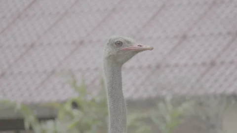 Close Up of Ostrich Head with Detailed Features S log 3 10bit 422 Video stock 328487220