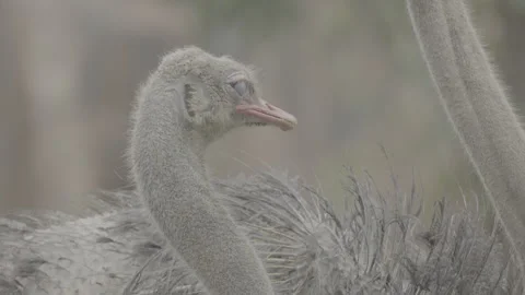Close Up of Ostrich Head with Detailed Features S log 3 10bit 422 Stock Footage 328492059