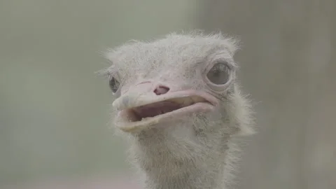 Close Up of Ostrich Head with Detailed Features S log 3 10bit 422 Video stock 328492704