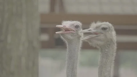 Close Up of Ostrich Head with Detailed Features S log 3 10bit 422 Stock Footage 328501259