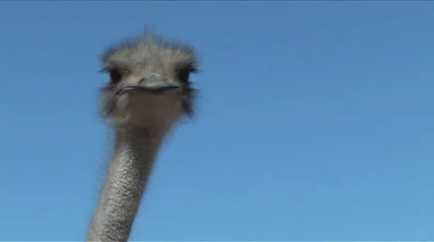 Close up of Ostrich head Stock Footage 904015